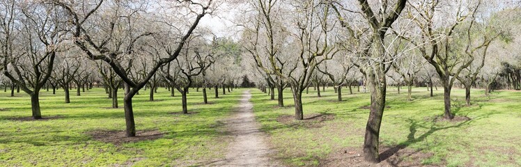 A panoramic view of a leafless orchard with a pathway running through it, giving a sense of tranquility and natural order