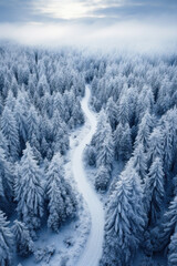 White winding road in coniferous forest in winter, vertical aerial view of snowy blue woods. Scenery of snow, path and frozen trees. Concept of nature, Christmas, travel, Siberia, Norway