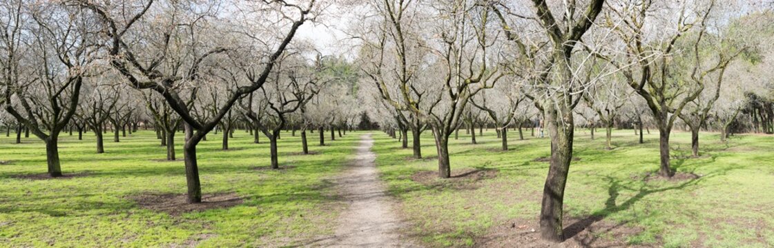 A panoramic view of a leafless orchard with a pathway running through it, giving a sense of tranquility and natural order