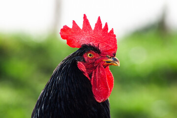 Majestic black rooster with a vibrant red comb