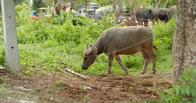 The black buffalo, its horns are beautifully curved.A large buffalo is eating grass during the evening hours.