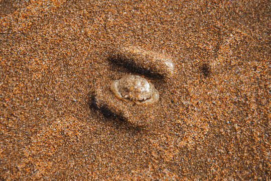 Close-up of a Bubbler Crab's sandy pellet designs
