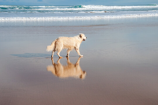 Golden retriever enjoying a walk on the beach