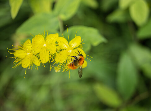 Honeybee gathering nectar from vibrant yellow flowers