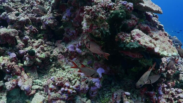 Fabulous Fishes over the coral reef, filmed underwater in the pass of Tiputa in the atoll of Rangiroa in the French Polynesia in the middle of the South Pacific
