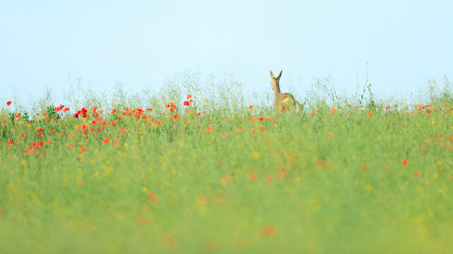 Back view of solitary roe deer stands alert amidst a spring meadow, its silhouette punctuated by scattered red poppies against a muted green backdrop