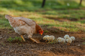 A watchful hen guides her brood of tiny chicks as they peck at the ground in a shaded outdoor area