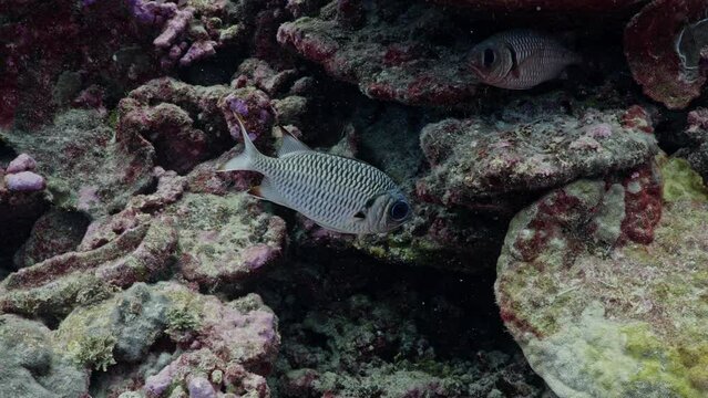 Fabulous Fishes over the coral reef, filmed underwater in the pass of Tiputa in the atoll of Rangiroa in the French Polynesia in the middle of the South Pacific