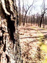 Fototapeta premium trees in the park