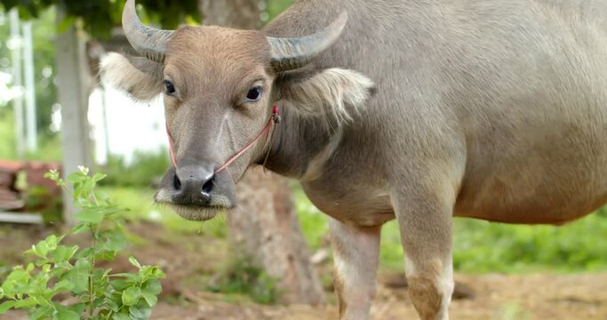 The black buffalo, its horns are beautifully curved.A large buffalo is eating grass during the evening hours.