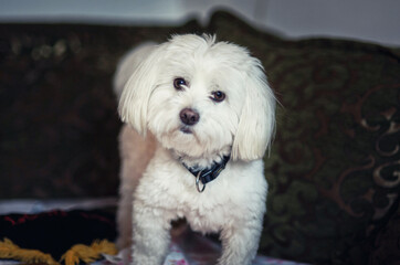 Portrait of a cute Maltese puppy.