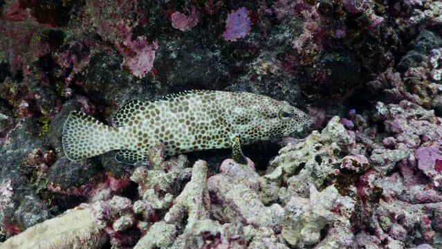 Spotted Grooper in the coral reef, filmed underwater in the pass of Tiputa in the atoll of Rangiroa in the French Polynesia in the middle of the South Pacific