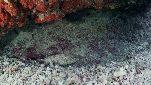 Spotted Grooper in the coral reef, filmed underwater in the pass of Tiputa in the atoll of Rangiroa in the French Polynesia in the middle of the South Pacific