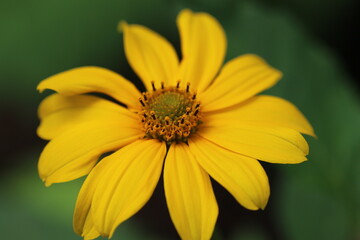 Nahaufnahme gelbe Blumenblüte