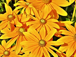 Nahaufnahme gelbe Blumenblüten