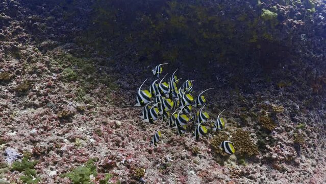 Moorish Idol (idole des maures) over the coral reef, filmed underwater in the pass of Tiputa in the atoll of Rangiroa in the French Polynesia in the middle of the South Pacific