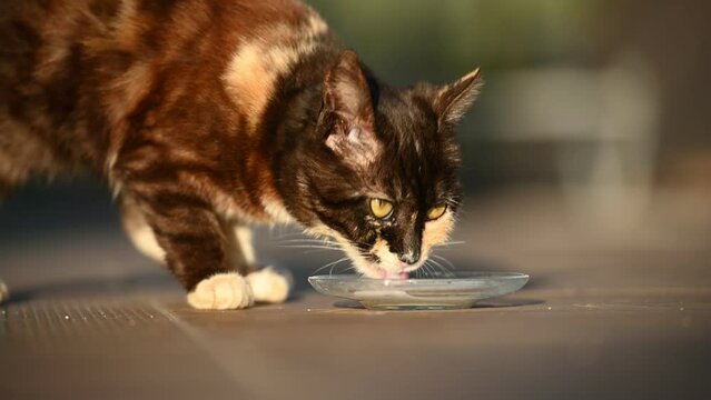 Young little kitten hungrily licking milk from the plate. Another cat joins later