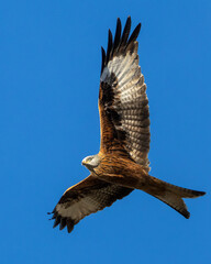 Fototapeta premium Majestic Kite soaring against the backdrop of a lush landscape of trees and terrain
