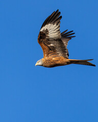 Fototapeta premium Majestic Kite soaring against the backdrop of a lush landscape of trees and terrain