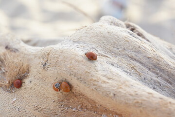 Macro of spotless bright red ladybugs crawling on light-coloured branch, rippled beach in background