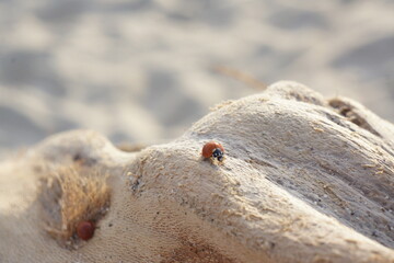 Macro of spotless bright red ladybug crawling on light-coloured branch, rippled beach in background