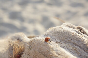 Macro of spotless bright red ladybug crawling on light-coloured branch, rippled beach in background