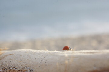 Macro of spotless bright red ladybug crawling on light-coloured branch, rippled beach in background, blue ocean with foam in background