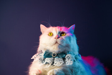 Rich cat aristocrat with lace collar frill on dark background. White fluffy puss