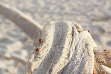 Macro of spotless bright red ladybugs crawling on light-coloured branch, rippled beach in background