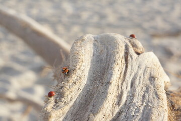 Macro of spotless bright red ladybugs crawling on light-coloured branch, rippled beach in background