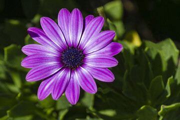 Close-up of Pink Daisy Flower in a Green Garden