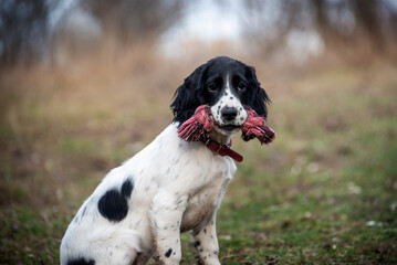 A charming puppy of a hunting spaniel holds a toy in its mouth and sits on a lawn in a park. Breeds...
