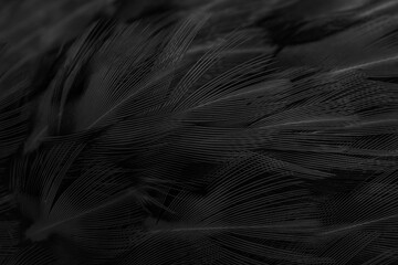 black feathers with an interesting pattern. background - Powered by Adobe