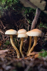 Pilz