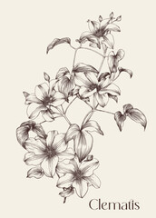 Delicate Blooming branch flowers of Clematis vector illustration brown and beige. Hand drawn outline sketch. Elegante element for design invite, greeting card, wall decor