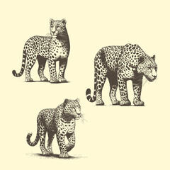 Handdrawn Illustrations of Leopards in cross hatching style - obrazy, fototapety, plakaty
