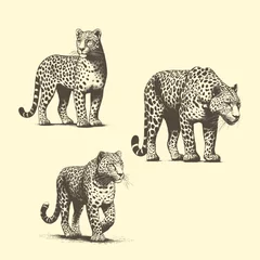 Foto op Plexiglas Handdrawn Illustrations of Leopards in cross hatching style © MadMed