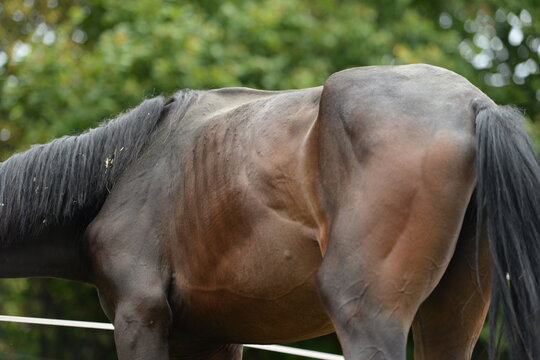 Ern&auml;hrungszustand beim Pferd. Unterern&auml;hrtes braunes Pferd, Ausschnitt