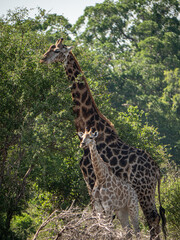 Giraffe mit Nachwuchs