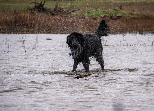 Flat-Coated Retriever im Wasser