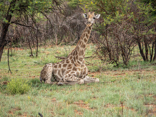 liegende Giraffe im Pilanesberg Nationalpark