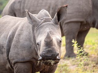 Obraz premium Breitmaulnashorn Nachwuchs frisst Grass