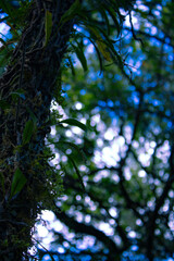 Arboles y cielo