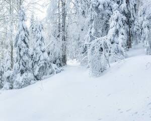 A picturesque winter landscape of mountain forest with snow covered fir trees