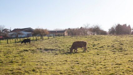 Vacas en pastos de granja en Asturias