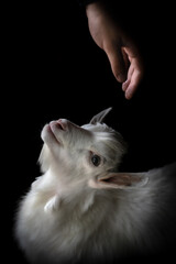 little goat looking up at a human's hand