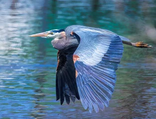 Foto op Plexiglas Great blue heron in flight over a blue lake © Lowell