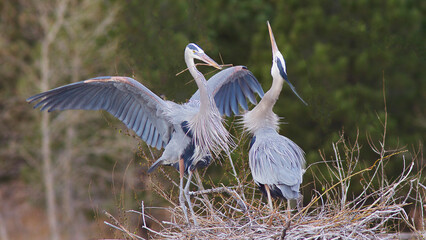 Great blue herons buliding their nest