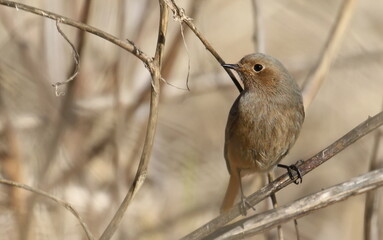 Common redstart female on branch, Phoenicurus phoenicurus, birds of Montenegro