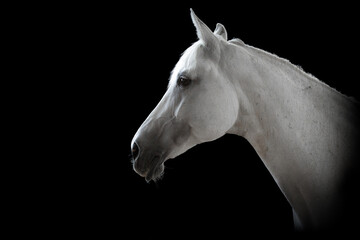Portret siwego (białego) konia na czarnym tle